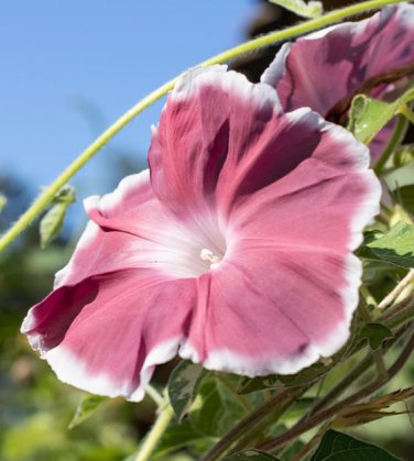 Morning Glory Chocolate Rare color Huge Flower 20 PCS Seeds