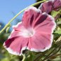 Morning Glory Chocolate Rare color Huge Flower 20 PCS Seeds