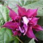 Morning Glory Dark Purple Flower 1 PCS Seeds