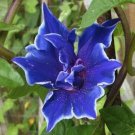 Morning Glory Flowers Bonsai Rare StarBlue bonsais Plantas 100 PCS Seeds