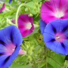 Morning Glory Mixed Colorful Petals with White Stripe Flower 20 PCS Seeds Morning Glory Mixed Colorful Petals with White Stripe Flower 20 PCS Seeds