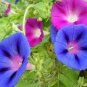 Morning Glory Mixed Colorful Petals with White Stripe Flower 20 PCS Seeds