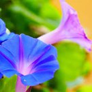 Morning Glory Seeds Rare Star Blue Bonsai Garden and Patio Potted Plant 100 PCS Seeds