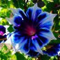 Morning Glory Seeds Rare Star Blue Bonsai Garden and Patio Potted Plant 100 PCS Seeds
