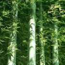 MOSO Bamboo Huge Mao Bamboo Bonsai 40 PCS Seeds