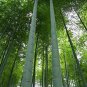 MOSO Bamboo Huge Mao Bamboo Bonsai 40 PCS Seeds