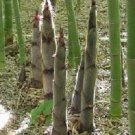 Moso Bamboo Phyllostachys Pubescens Giant 35 PCS Seeds