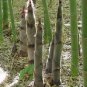 Moso Bamboo Phyllostachys Pubescens Giant 35 PCS Seeds