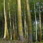 Moso Bamboo Phyllostachys Pubescens Giant 35 PCS Seeds