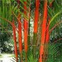 Moso red Bamboo 100 PCS Seeds