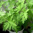 Mosquito Repelling Grass Mozzie Buster Sweetgrass 100 PCS Seeds