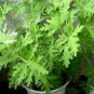 Mosquito Repelling Grass Mozzie Buster Sweetgrass 100 PCS Seeds