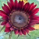 Moulin Rouge Gorgerous Red Ornamental Sunflower 15 PCS Seeds