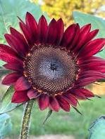 Moulin Rouge Gorgerous Red Ornamental Sunflower 15 PCS Seeds