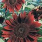 Moulin Rouge Gorgerous Red Ornamental Sunflower 15 PCS Seeds