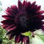Moulin Rouge Gorgerous Red Ornamental Sunflower 15 PCS Seeds
