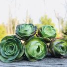 Mountain Rose Bonsai Green Rose Garden Rare Succulent 100 PCS Seeds