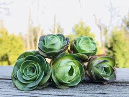 Mountain Rose Bonsai Green Rose Garden Rare Succulent 100 PCS Seeds