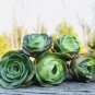 Mountain Rose Bonsai Green Rose Garden Rare Succulent 100 PCS Seeds