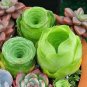 Mountain Rose Bonsai Rare Succulent Bonsai Flower 100 PCS Seeds