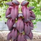 Mucuna Pruriens Black Jade Vine 5 PCS Seeds