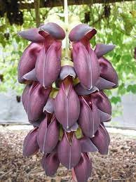 Mucuna Pruriens Black Jade Vine 5 PCS Seeds