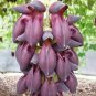 Mucuna Pruriens Black Jade Vine 5 PCS Seeds