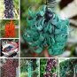Mucuna Pruriens Black Jade Vine 5 PCS Seeds