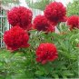 Mudanji' Blackish Deep Red Peony Tree 5 PCS Seeds