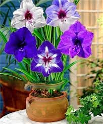 Multi Color Amaryllis Flower Bonsai Hippeastrum Barbados Lily 50 PCS Seeds