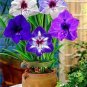 Multi Color Amaryllis Flower Bonsai Hippeastrum Barbados Lily 50 PCS Seeds