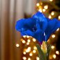 Multi Color Amaryllis Flower Bonsai Hippeastrum Barbados Lily 50 PCS Seeds