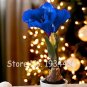 Multi Color Amaryllis Flower Bonsai Hippeastrum Barbados Lily 50 PCS Seeds