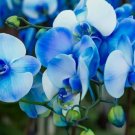 Multi Color Dendrobium Orchids Bonsai 100 PCS Seeds Multi Color Dendrobium Orchids Bonsai 100 PCS Seeds