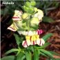 Multi-Color Antirrhinum Majus Bonsai 200 PCS Seeds