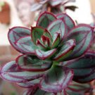 Multi-Colored Echeveria Nodulosa 20 PCS Seeds Multi-Colored Echeveria Nodulosa 20 PCS Seeds