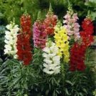 Multi-Color Antirrhinum Majus Bonsai 200 PCS Seeds Multi-Color Antirrhinum Majus Bonsai 200 PCS Seeds