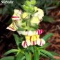 Multi-Color Antirrhinum Majus Bonsai 200 PCS Seeds