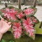 Multicolor Caladium Bonsai Caladium Bicolor Bright Leaf Flower 100 PCS Seeds