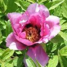 Multicolor Japanese Tree Peony Flower 5 PCS Seeds