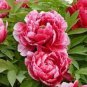 Multicolor Japanese Tree Peony Flower 5 PCS Seeds