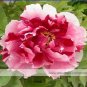 Multicolor Japanese Tree Peony Flower 5 PCS Seeds