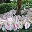 Multicolor Thailand Caladium Bonsai Perennial Flowers Garden Potted 120 PCS Seeds Multicolor Thailand Caladium Bonsai Perennial Flowers Garden Potted 120 PCS Seeds