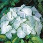 Multicolor Thailand Caladium Bonsai Perennial Flowers Garden Potted 120 PCS Seeds