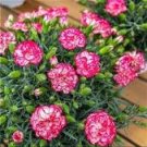 Multicolored Carnation Bonsai Potted Flowers 100 PCS Seeds