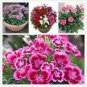 Multicolored Carnation Bonsai Potted Flowers 100 PCS Seeds