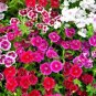 Multicolored Dianthus Caryophyllus Bonsai 10 PCS Seeds