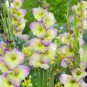 Multicolored Gladiolus Flower 120 PCS Seeds