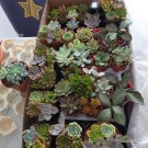 Multi-variety mixed Succulents Garden Plants 20 PCS Seeds