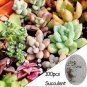Multi-variety mixed Succulents Garden Plants 20 PCS Seeds